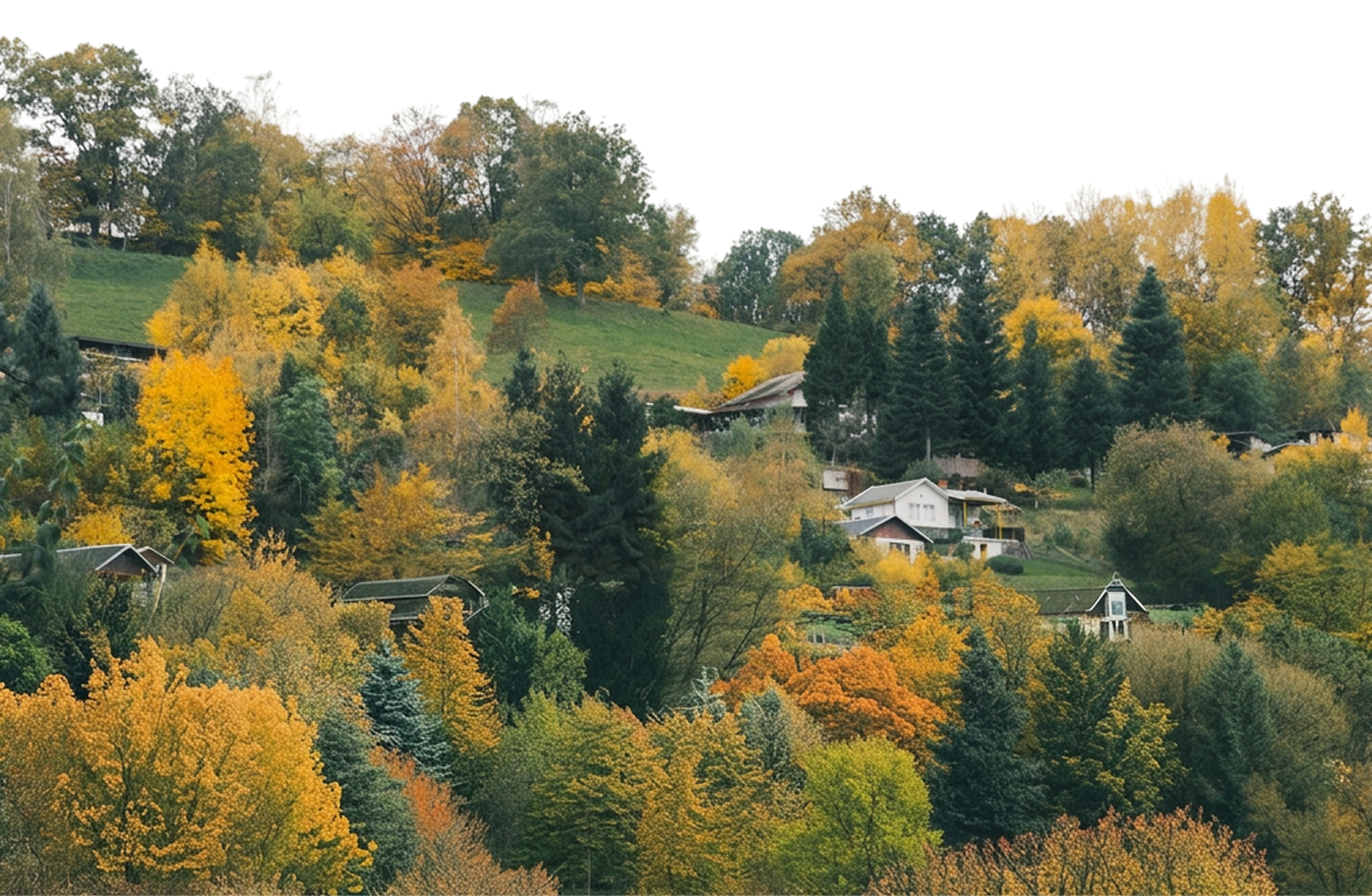 A wooded hillside above town in early autumn